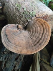 mushrooms on tree trunk