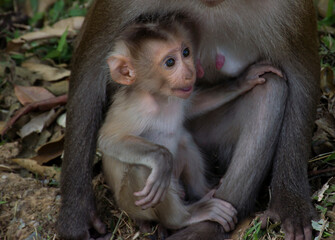 Baby monkey is with mother monkey.