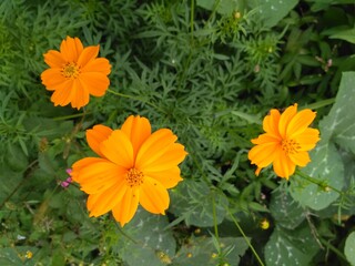 Cosmos sulphureus