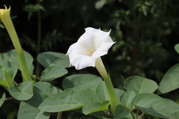 Fototapeta na wymiar 秋の公園に咲くチョウセンアサガオの白い花