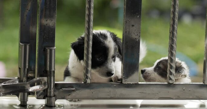 Black and white striped puppy and friend. Trying to get out of the fence in the drizzle.