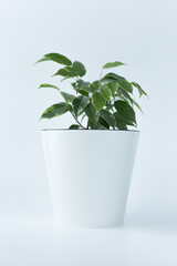 Ficus in a pot on a light background