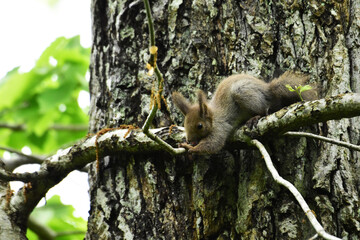 体を伸ばす樹上の子リス