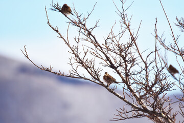枝に止まるカシラダカ