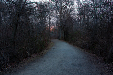 gloomy path in forest