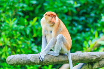 proboscis monkey or nasalis larvatus