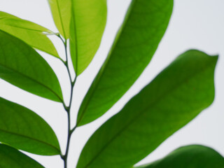 abstract spring composition  plant  green leaves against blurred background