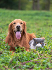 Golden retriever and kitten playing in the grass © chendongshan