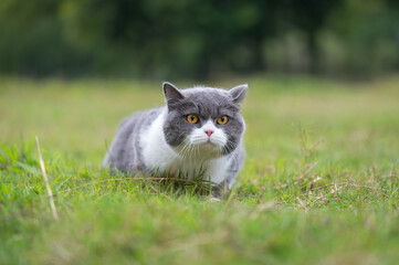 Naklejka na ściany i meble British Shorthair cat lying on the grass