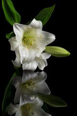 white lily and reflection on black background