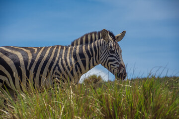 Fototapeta na wymiar zebra in grass
