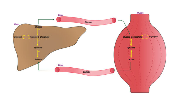 Cori Cycle