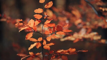 A close-up of the colorful leaves on a delicate branch backlit by the autumn sun. Leaves lightly sway in the wind. Shallow depth of field, slow motion.