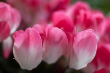 Fototapeta na wymiar 白とピンクのグラデーション。シクラメンの花のアップ。