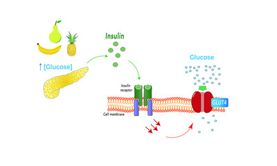 GLUT4 transporter [insulin dependent]
