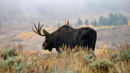 A close-up side view of a solitary adult bull moose (Alces alces), or known as an elk in Eurasia,...