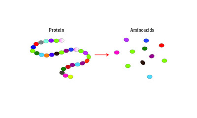 Proteins and amino acids [catabolism]
