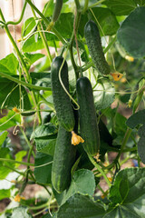 Close-up of ripe delicious green cucumber on twig in greenhouse on blurred background. Summer...
