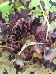beautiful little sprouts of microgreens in a sprouter