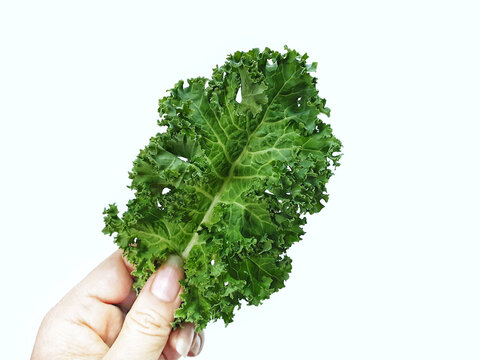 Hand Of Women Picking A Kale With Copy Space.Dark Green Leafy Vegetables That Are Famous For Food Or Super Food.