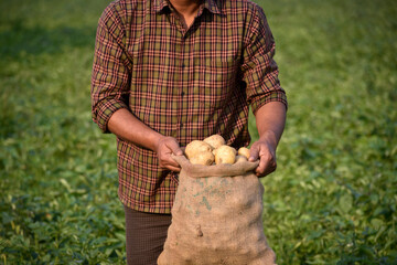 Farmer harvesting potato in the farmland. Potato Farming. Fresh organic potatoes in the field. Potato field with sacks of potato.