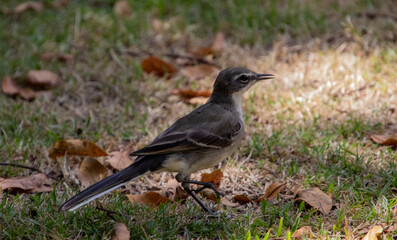Cape wagtail isolated on a patch of grass
