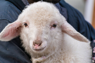 sheep and lamb in Manali