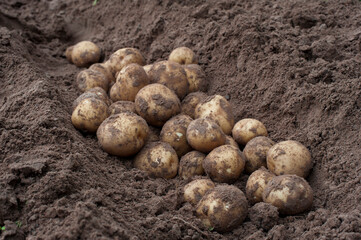 Fresh potatoes after harvest to prepare for processing into the factory.