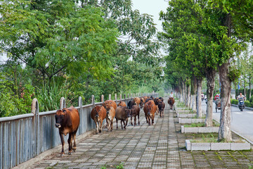 Naklejka premium Cattle being herded down the sidewalk in China
