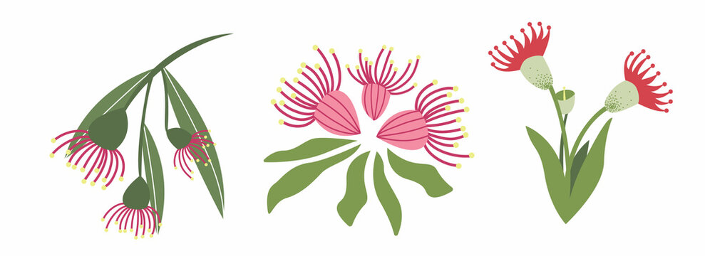 Branch Eucalyptus flower. Pink flower hand-drawn on a white isolated background. Decorative botanical element. A colorful flowering plant. Vector illustration in doodle style.