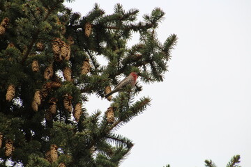 Bird In The Tree