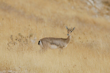 mountain gazelle stands, against a blurred background. In the Deer Valley Nature Reserve,...