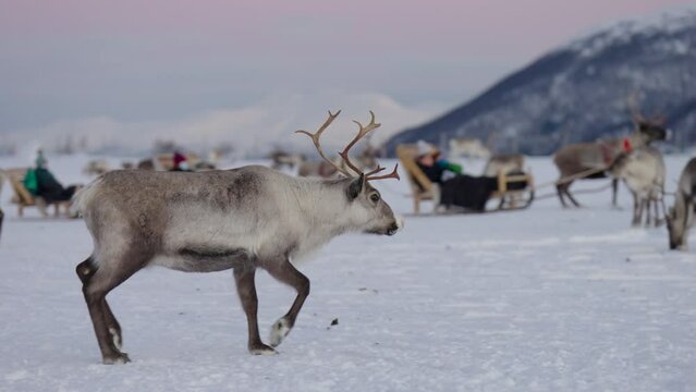 Reindeer Trotting On Snowy Tundra Around Tourists In Sleighs, Slowmo