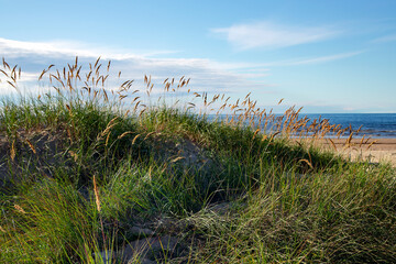 Sand dunes with green and feather grass on the Baltic sea coast in Vecaki, Latvia. Concept of a relaxing holiday.