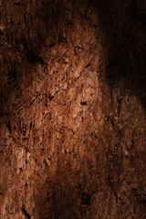 redwood bark