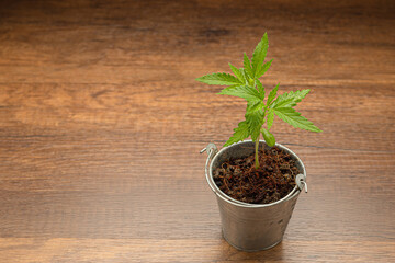 Cannabis seedling in a potted on a wooden table.