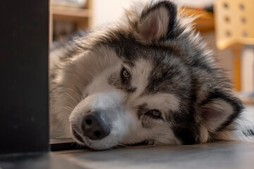 Malamute laying on the floor. Young cute Nordic breed dog resting and chilling. Black nose, brown eyes, fluffy hair. Selective focus on the details, blurred background.