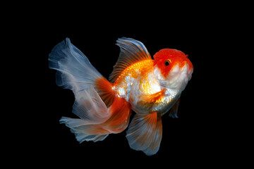 goldfish isolated on a dark black background	