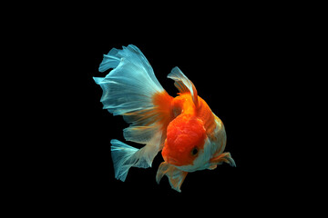 goldfish isolated on a dark black background	