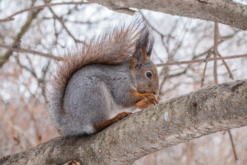 The squirrel with nut sits on tree in the winter or late autumn