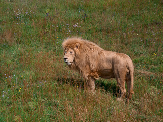 a young lion is resting in the grass - 485473249