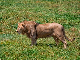 Beautiful Lion in the golden grass of Masai Mara, Kenya - 485473634