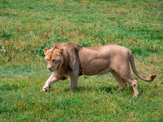 Beautiful Lion in the golden grass of Masai Mara, Kenya - 485473685
