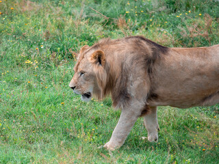 Beautiful Lion in the golden grass of Masai Mara, Kenya - 485473822