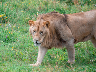 Beautiful Lion in the golden grass of Masai Mara, Kenya - 485473854