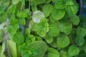 leaves with dew drops