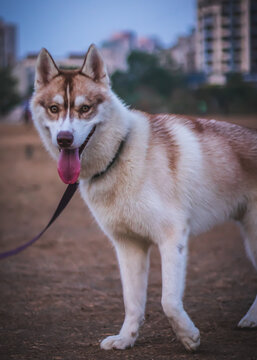 High Resolution Beautiful Siberian Husky enjoying in the ground, play full close up images 