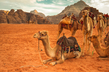 Camels in Wadi Rum