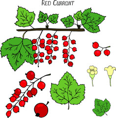 Set with red currant. Berries, flowers, leaves, branch with red currant berries and leaves. Vector illustration. Objects isolated, on white background
