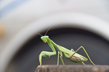 A close up photo of a garden mantis insect taken during February in Israel. High quality photo